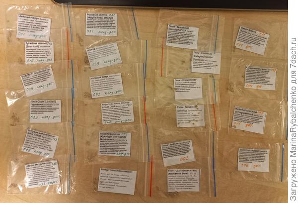 Семена томаты