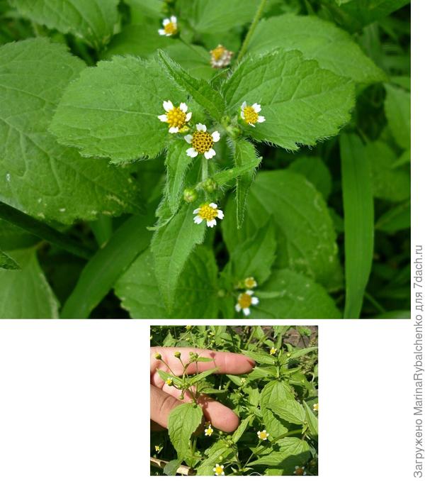 Галинзога, или Американка сорняк