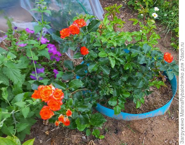 Роза Клементина