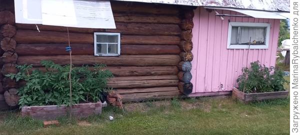 томаты в ящиках у бани, 7.07.2023