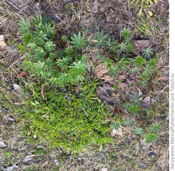 Люпин и колокольчик