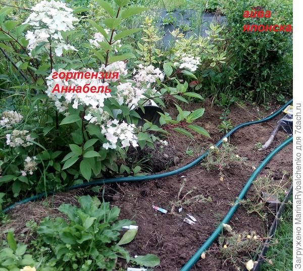 портулак сортовой ! ))