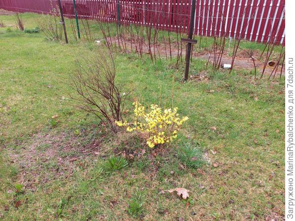 Форзиция и спирея