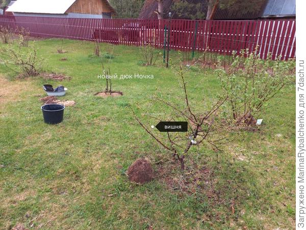 Дюк и вишня.