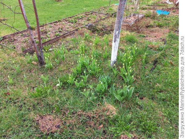 Тюльпаны под сливами