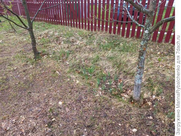 Нарциссы пробиваются меж дубов.