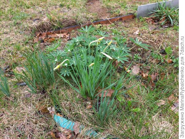 Нарциссы с люпином