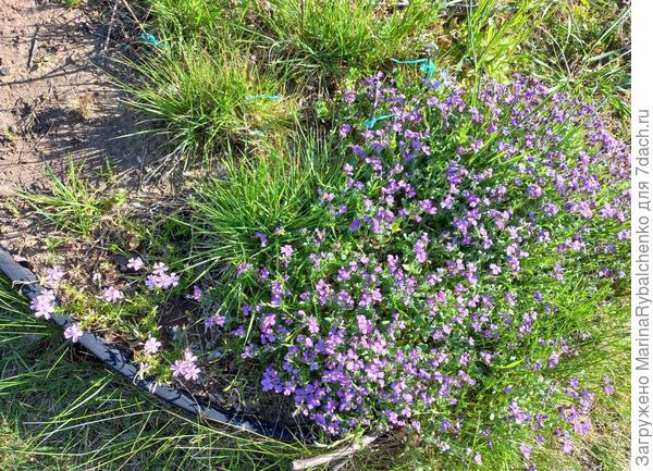 Слева розовый флокс, рядом с пышной обриетой.
