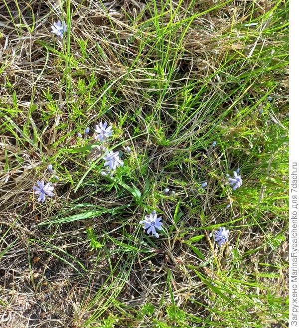 С голубым оттенком