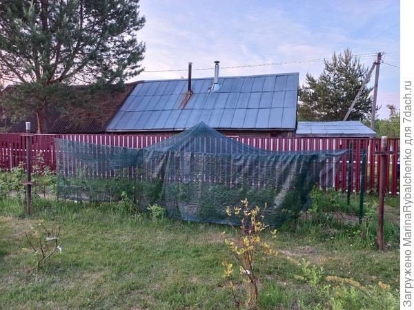 Затеняющая сетка на ежевике
