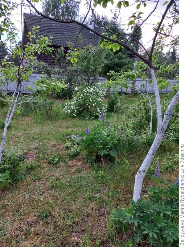 Люпины и бульденеж