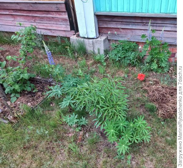 Мак, люпины, пион