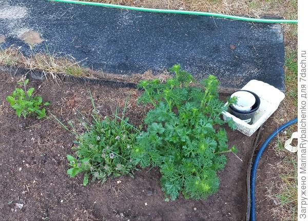 1. Слева астра альпийская с бутонами, правее малопа.