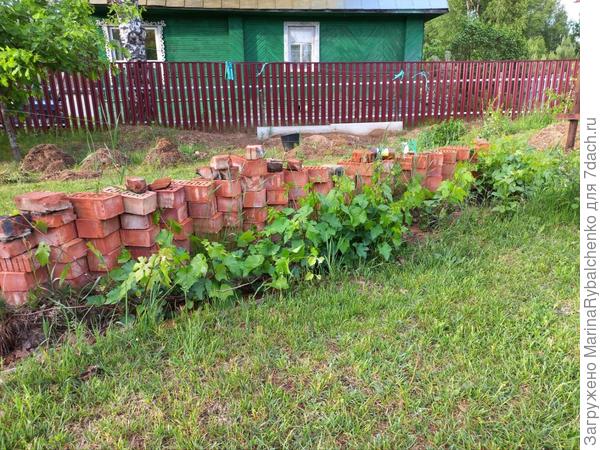 3. виноград у стенки, на заднем плане бахча с бортиком из плоского шифера