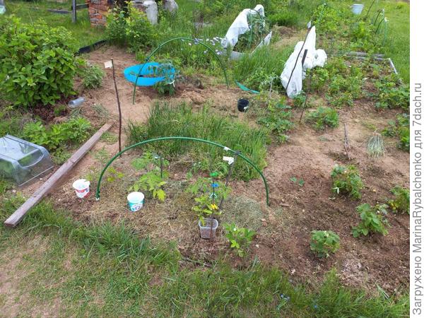 2. То же, но вид с тропинки от теплицы