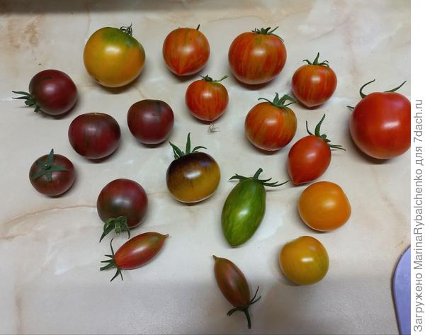 Maglia Rosa - внизу 2 тонкие сосульки