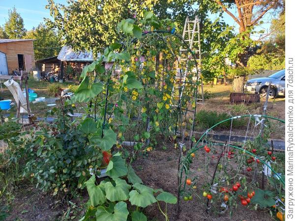 клумба томаты-ипомеи-розы-тыквы, и затесавшийся позади клематис