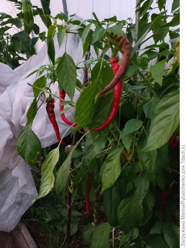 перец Верона