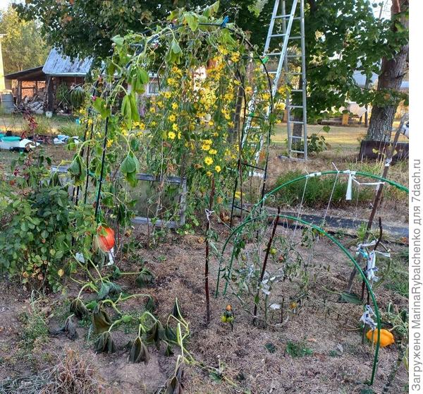 Подсолнух многолетний - в центре арки