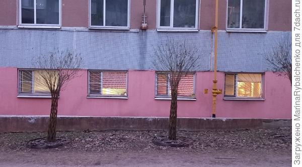 Столбики из ивовых прутиков