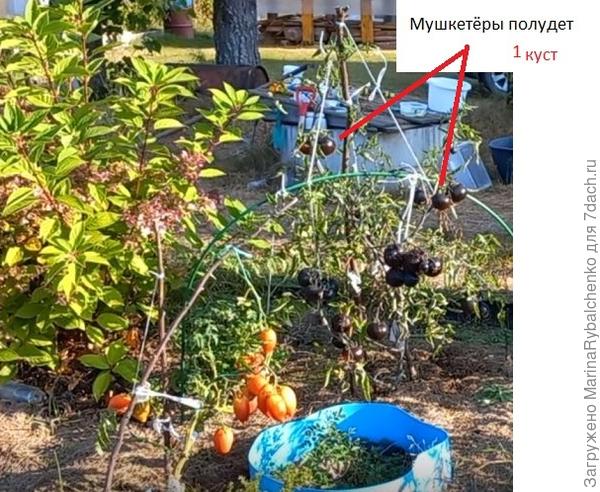 томат черный Мушкетеры полудет