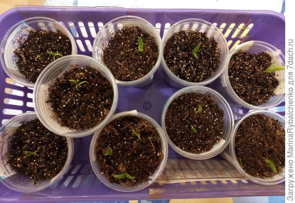 Сладкий перец всходы 4 марта, посев 26-27 февраля.