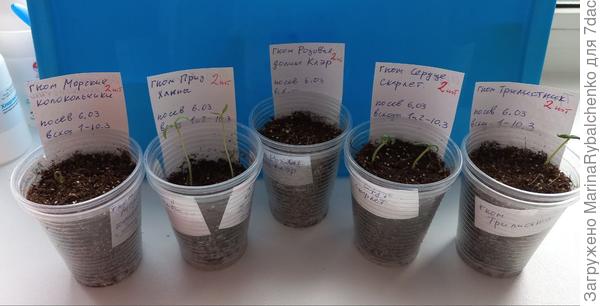 Остальные гномы