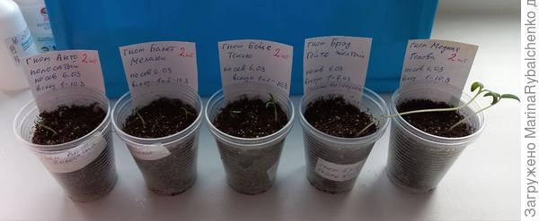 Гномы: Брэд Гейтс желтый - второй справа ))