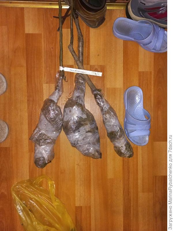 Корни саженцев в пленке, внутри мокрый мох