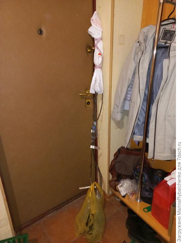 общий вид саженцев