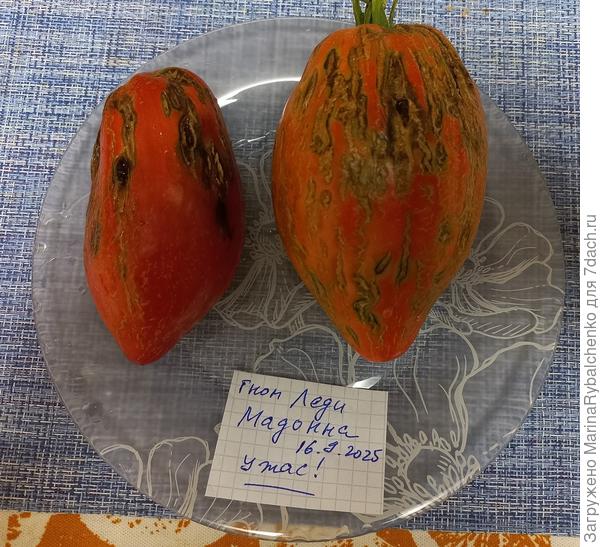 гном Леди Мадонна  - разочарование 2025 года