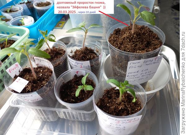 20.03.2025 после перевалки в высокий стакан, подсыпан торф до верха