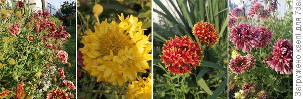 Мои гайлардии, сорт &quot;Лоренца&quot;