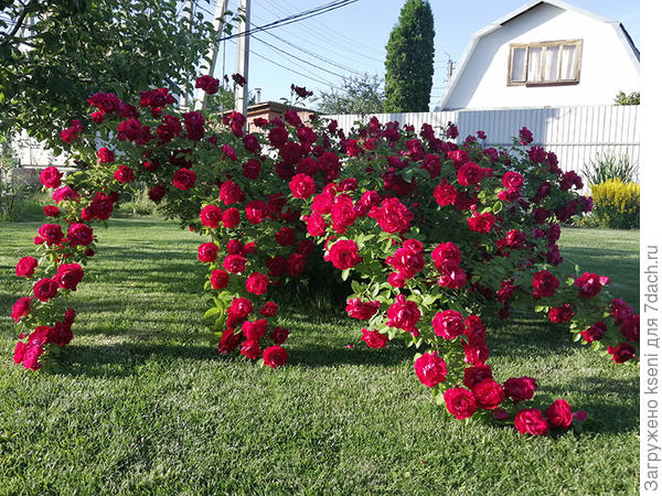 Одна из моих красоток. Просто фонтан цветов.