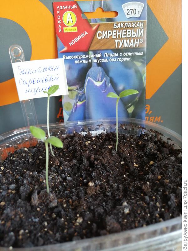 Баклажан Сиреневый туман на 22.03.21г.