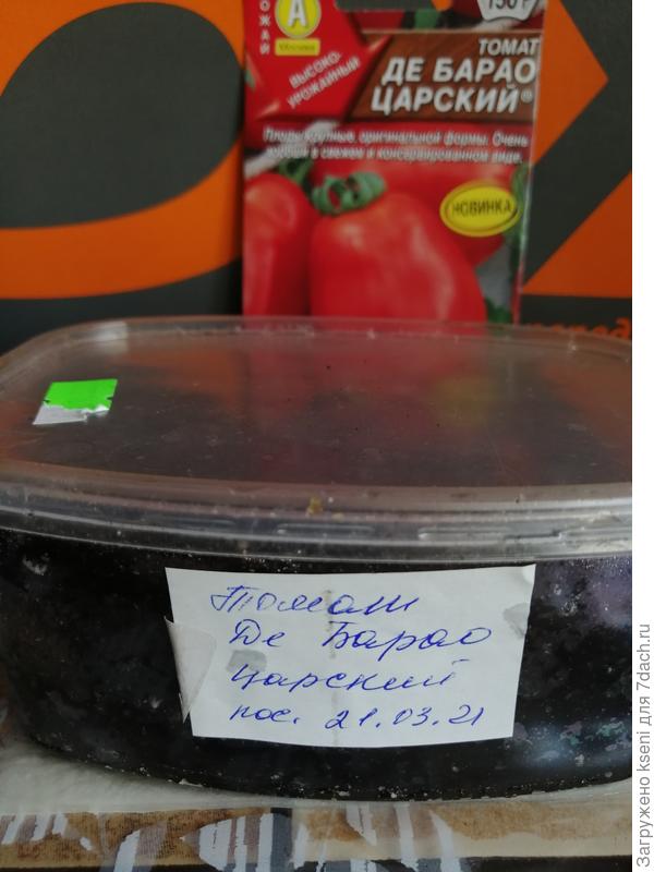 томат