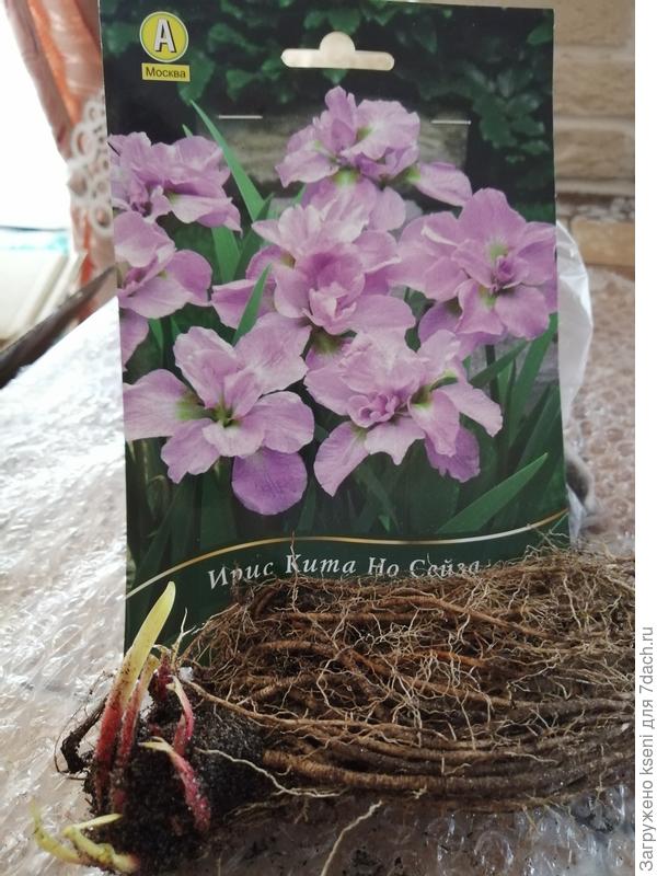 1 штука, корни очень мощные