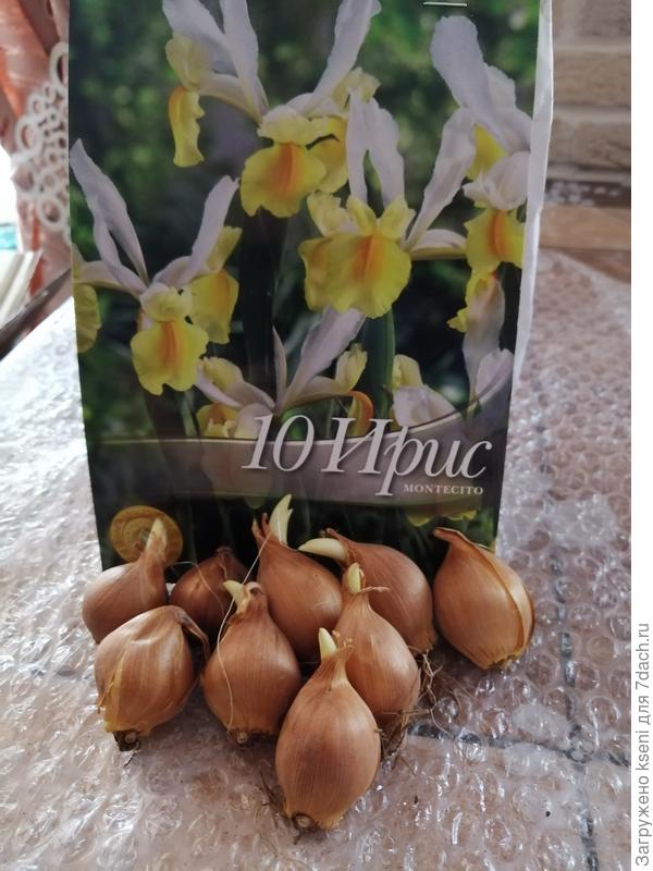 10 штук в упаковке, одна луковка была высушенная и поврежденная