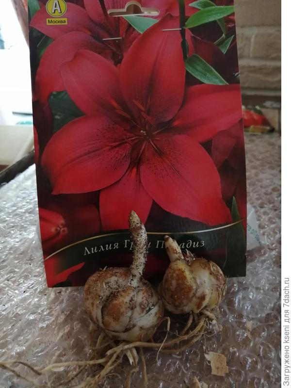 2 штуки в упаковке