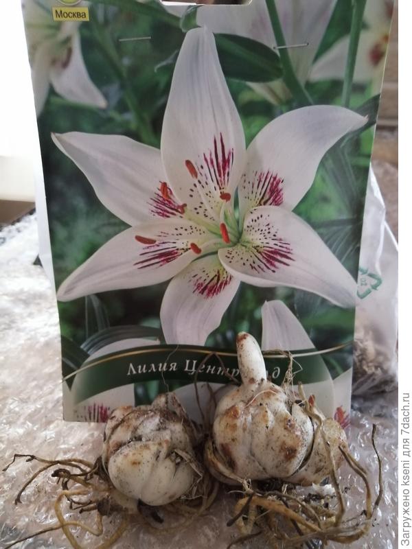 2 штуки в упаковке