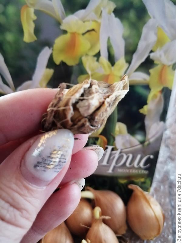 Поврежденная луковица