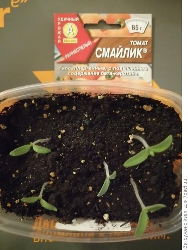 мв