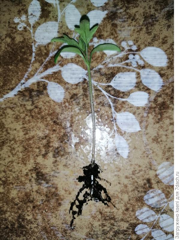 Саженец томата "Де Барао царский"