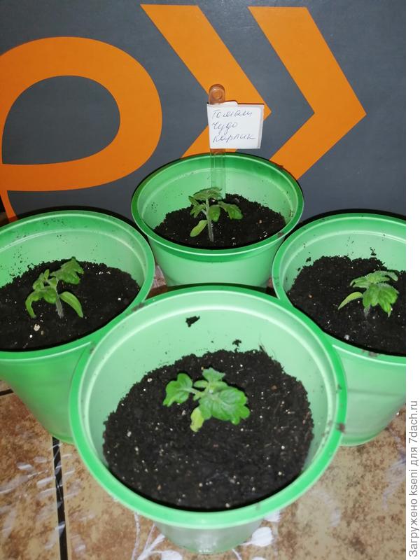 Распикированные саженцы