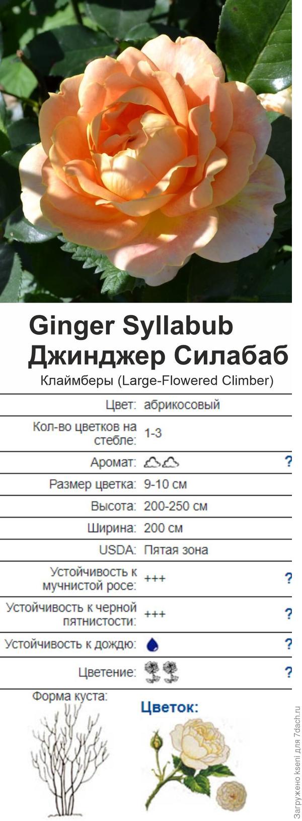 Ginger Syllabub
