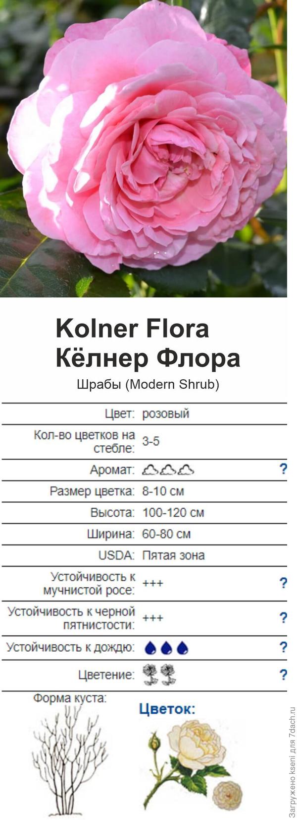 Kolner Flora