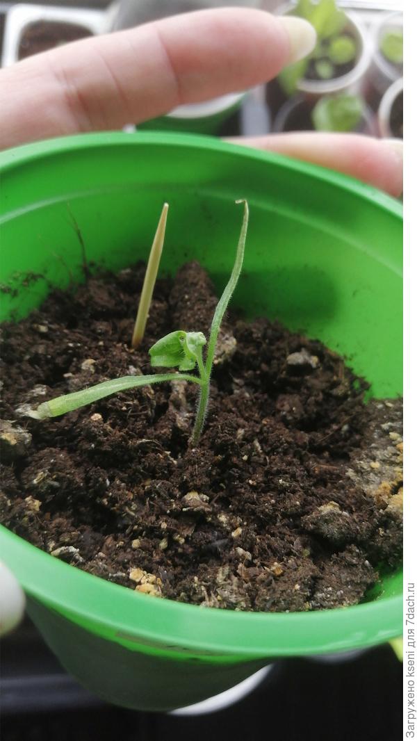 Слепой побег томата.