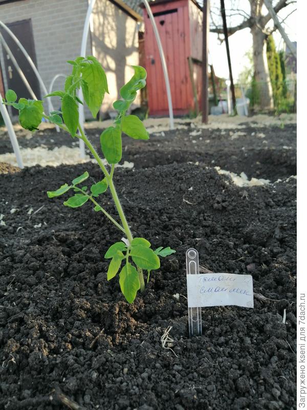 Томат "Смайлик"