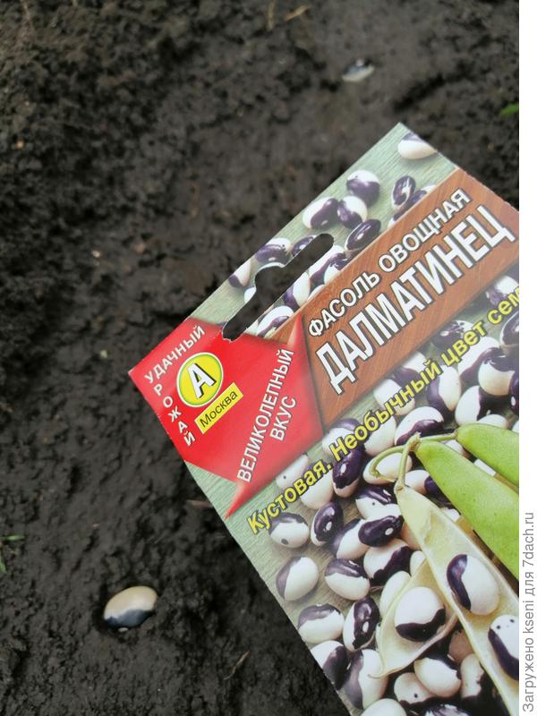 Фасоль овощная Далматинец