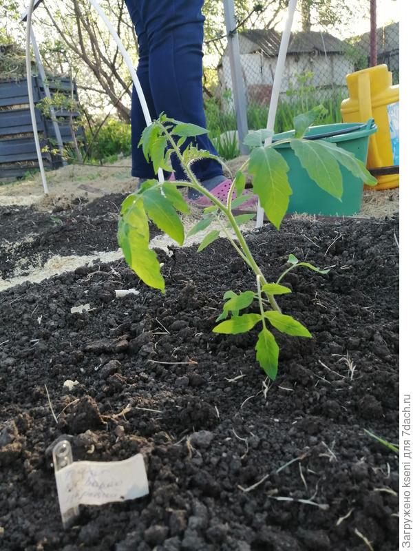 "Де Барао царский"